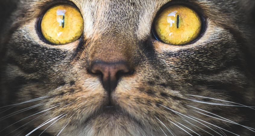 Thüringer entwickeln Grundlage für Katzenklappe mit Gesichtserkennung