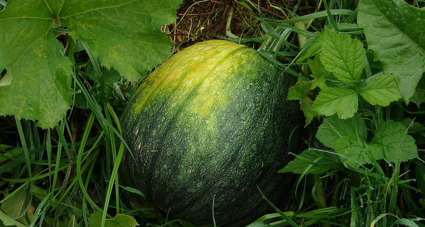 Melonen aus Thüringen - Obstgut Geier macht es möglich