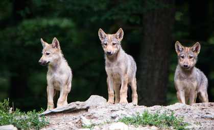 Ohrdrufer Wolfsjunges hat Räude