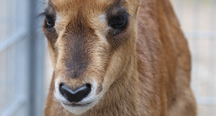 Kleine Rappenantilope im Zoopark Erfurt geboren