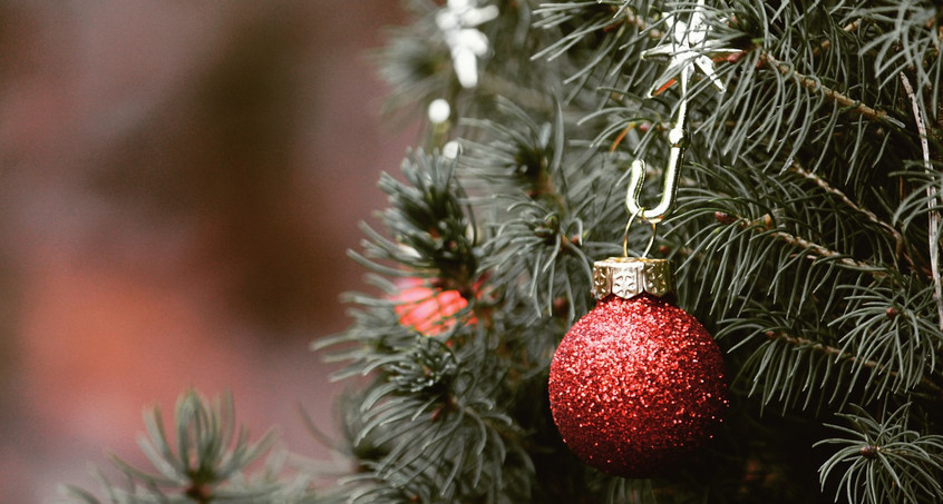 Oh Tannenbaum - Weihnachtsbaum-Saison ist gestartet!