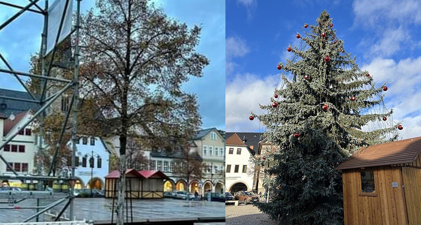 Eine lichte Linde als festlicher Weihnachtsbaum? - So kam es zu dem irren Internet-Gerücht 