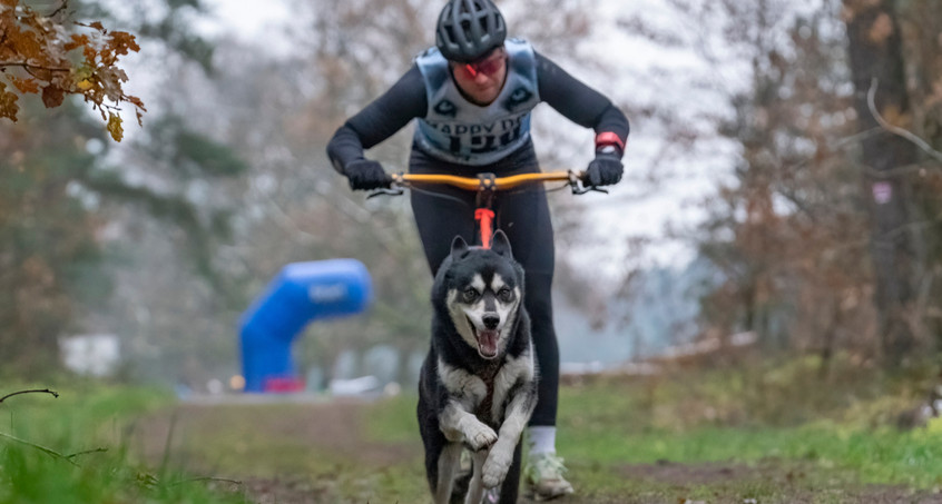 Schlittenhunde WM in Mühlberg