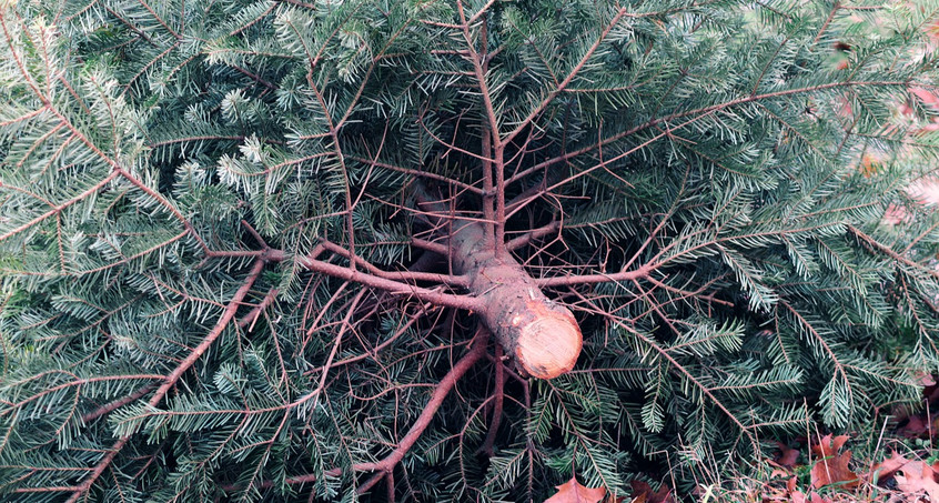 Unbekannte stehlen 100 Bäume aus Weihnachtsbaumverkauf 