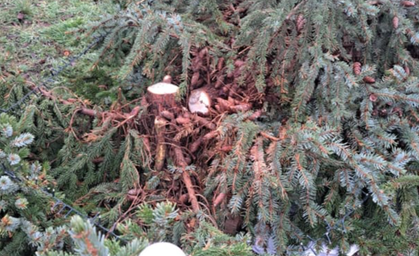 Mönchenholzhausen: Weihnachtsbaum wurde gleich zweimal abgesägt