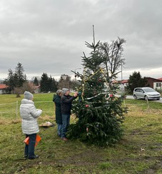 baum-moechenholzhausen-3