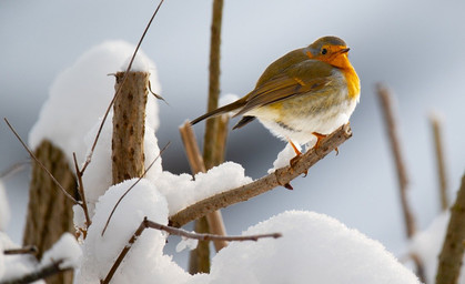 Es wird wieder gezählt: Stunde der Wintervögel