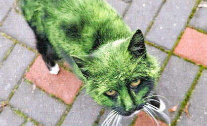 Katzen besprüht und gequält: Polizei sucht Tierhasser von Westgreußen