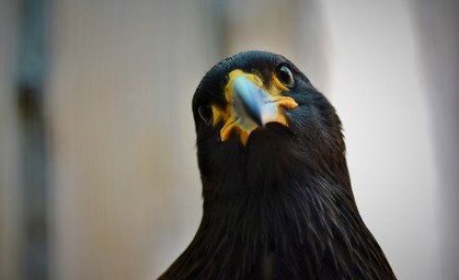 Wüstenbussard soll Tauben in Schmalkalden zum Umzug bewegen 