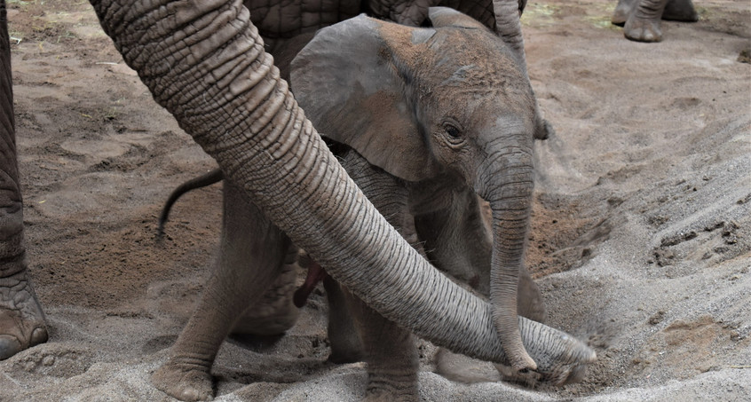 Kleiner Elefantenbulle im Zoopark Erfurt geboren