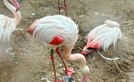 2024-06_flamingo_handy_2