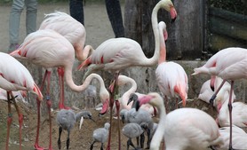 2024-07-02_flamingos-12