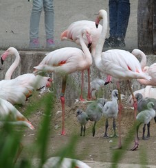 2024-07-02_flamingos-19