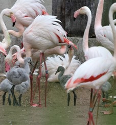 2024-07-02_flamingos-3