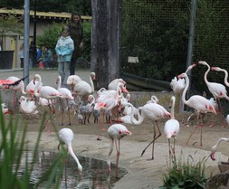 2024-07-02_flamingos-10