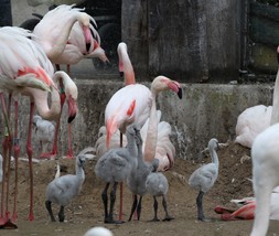 2024-07-02_flamingos-6