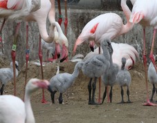 2024-07-02_flamingos-5