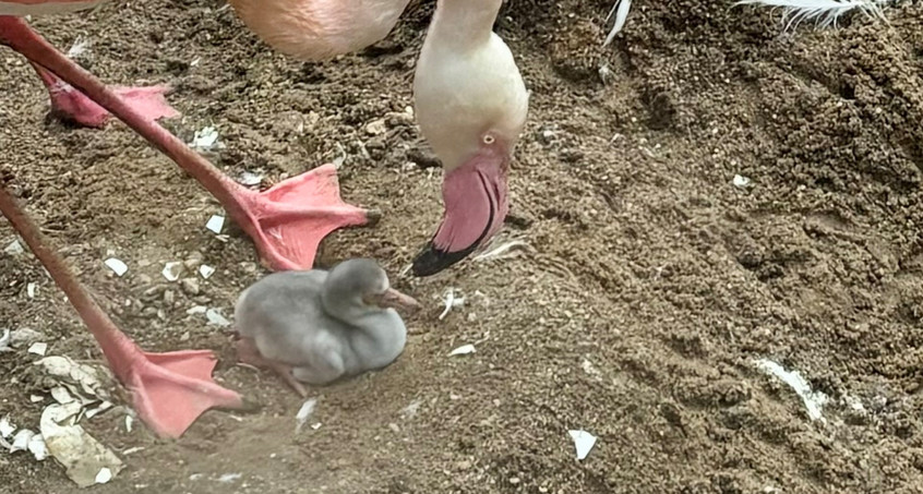 So süß! - Das große Flamingo-Schlüpfen im Zoopark Erfurt 