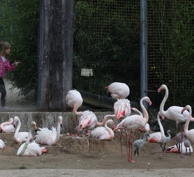 2024-07-02_flamingos-1