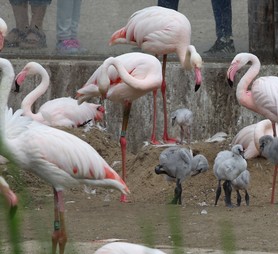 2024-07-02_flamingos-18