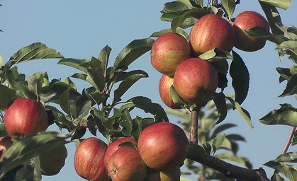 Erhebliche Ernteausfälle auf Thüringer Obstplantagen 