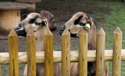 Tierschutzhof braucht dringend handwerkliche und finanzielle Unterstützung