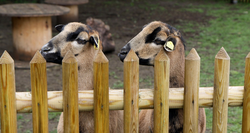 Tierschutzhof braucht dringend handwerkliche und finanzielle Unterstützung