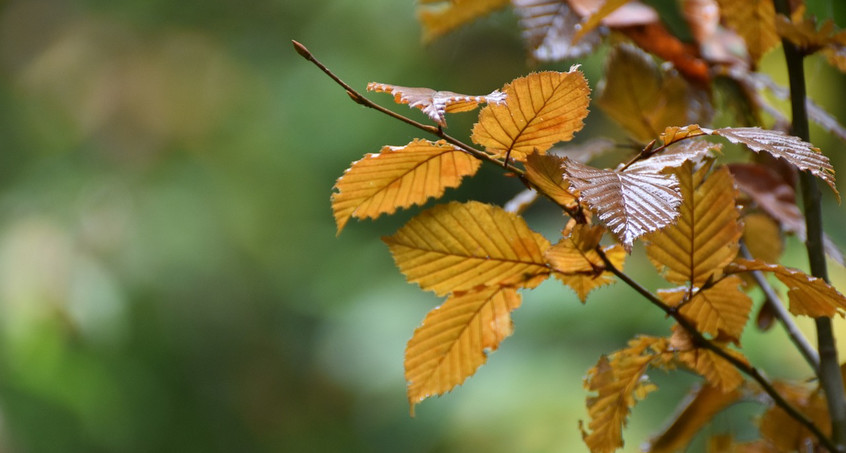 Endspurt im Garten im Oktober: Was Sie jetzt noch tun sollten