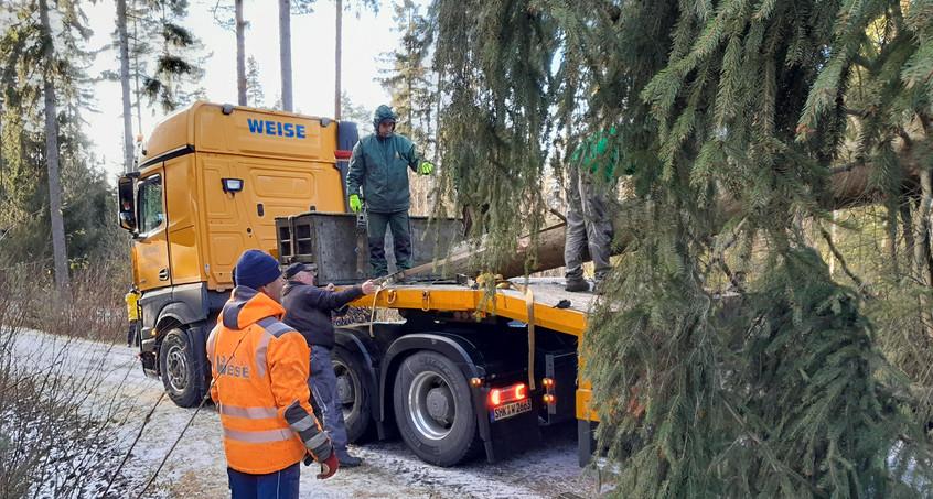 Weihnachtsbaum vor dem Brandenburger Tor kommt aus Thüringen