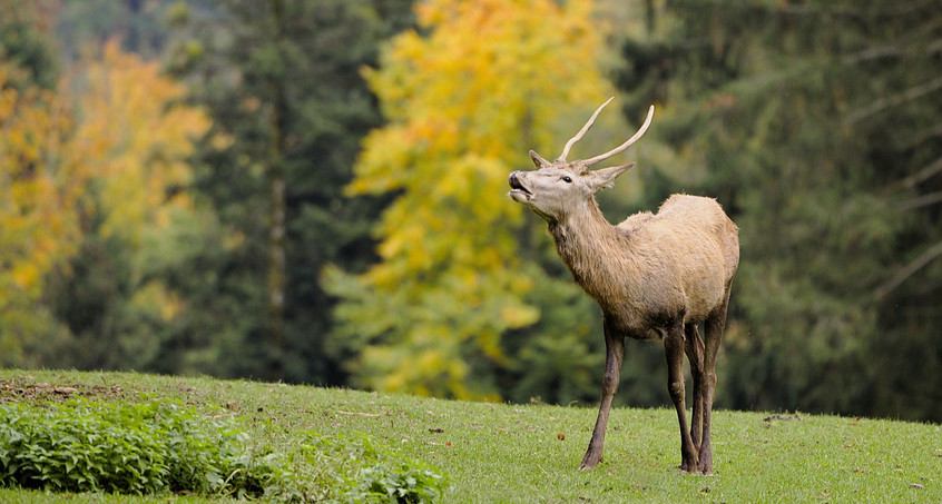 So werden Sie Thüringens nächster Hirschrufer!