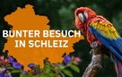 Bunter Besuch im Freibad: Wer vermisst seinen Papagei?