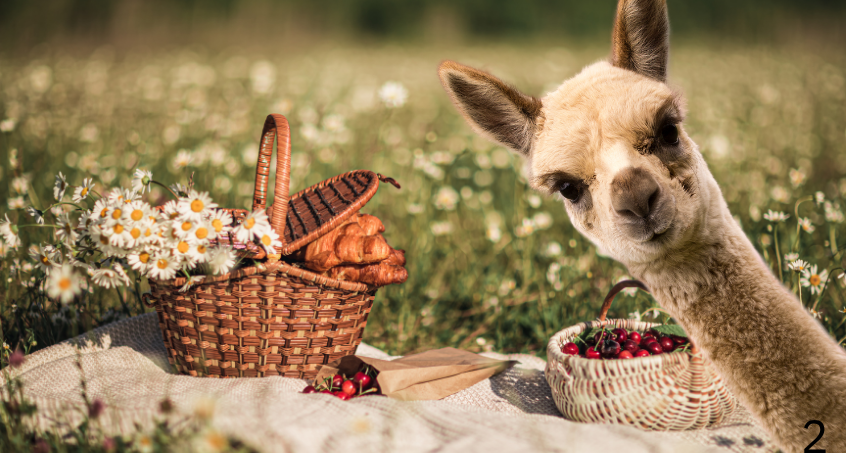 Picknick mit Flauschfaktor