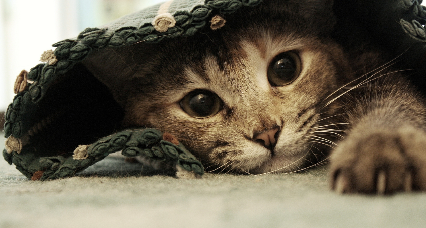 Weltkatzentag: Sicherheit für Samtpfoten