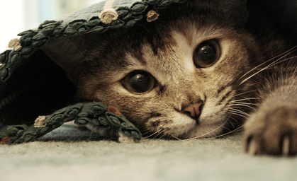 Weltkatzentag: Sicherheit für Samtpfoten