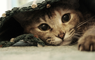 Weltkatzentag: Sicherheit für Samtpfoten