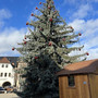 so-finden-die-saalfelder-ihren-weihnachtsbaum-2023-070e9f44-b610-48c2-b7cd-394d5955f8c6_c_01