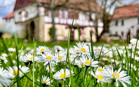 Frühlingsspaziergang im Henningshof - Die florale Frühlingsausstellung